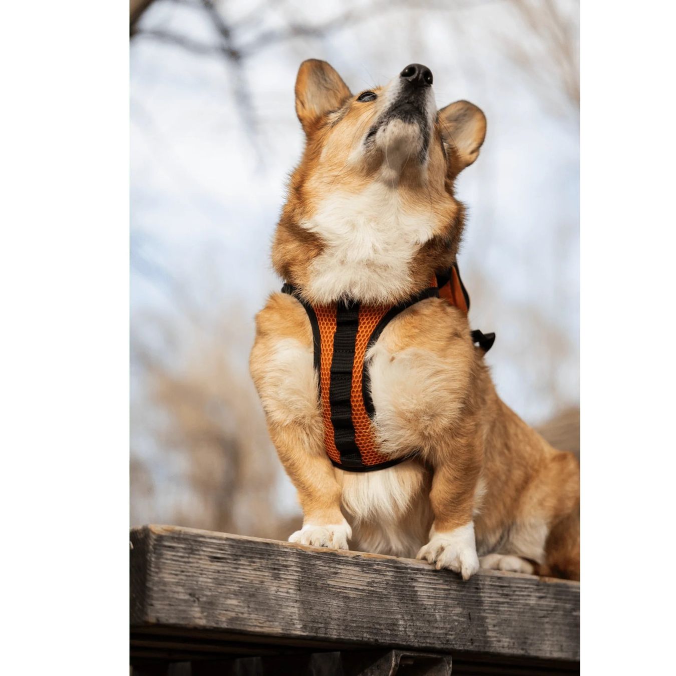 Rucksäcke: K9 Sport Sack Walk-On 3in1, S – Neu und originalverpackt aus Deitingen von cor_7h7k 8