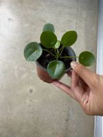 Pilea Pflanze