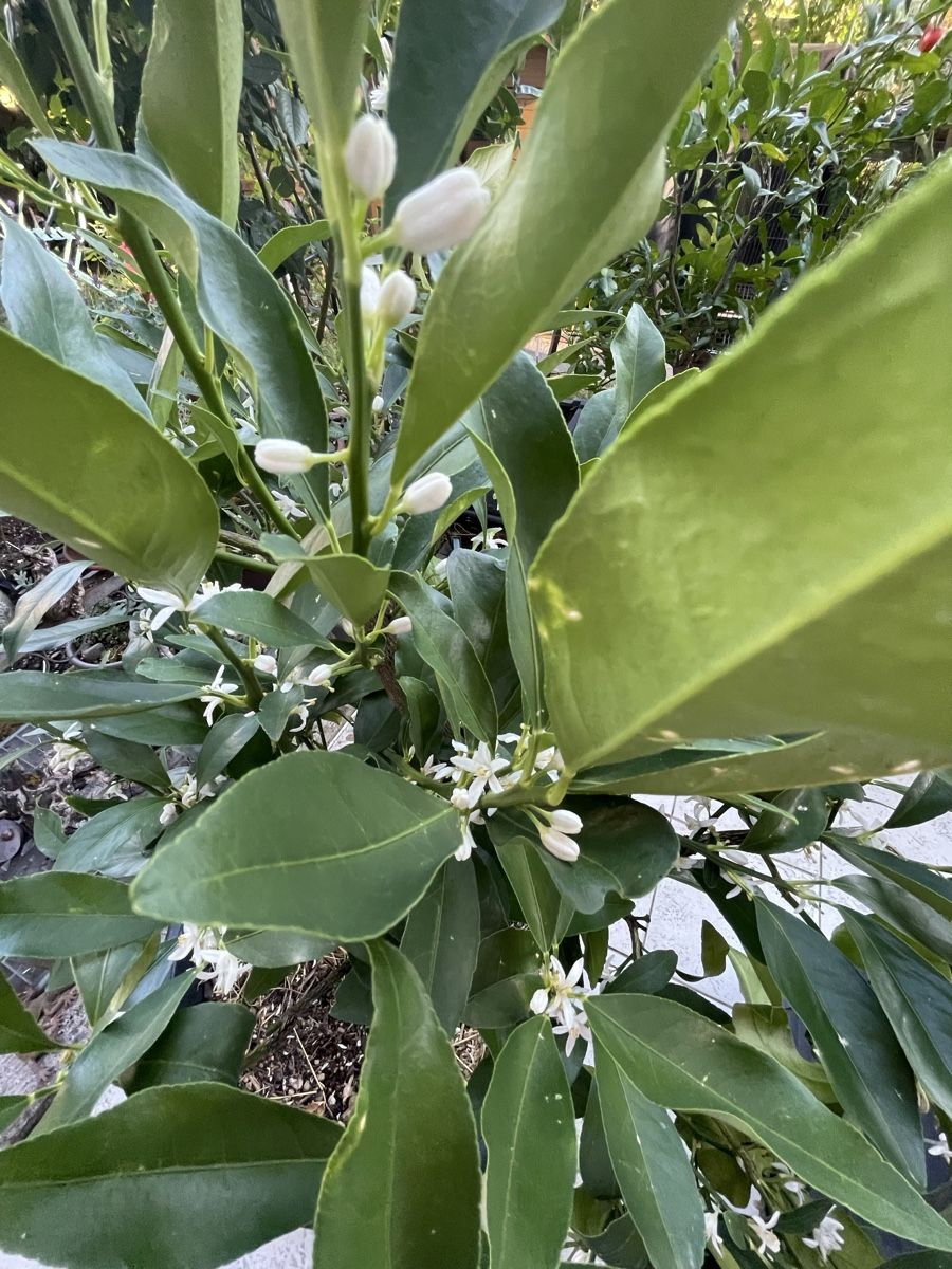 Piante & sementi: Calamondin Zitruspflanze – Nuovo (secondo la descrizione) da Bäretswil venduto da Evamaria1 3