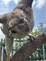 Präparatt Habicht mit Holzsockel.
