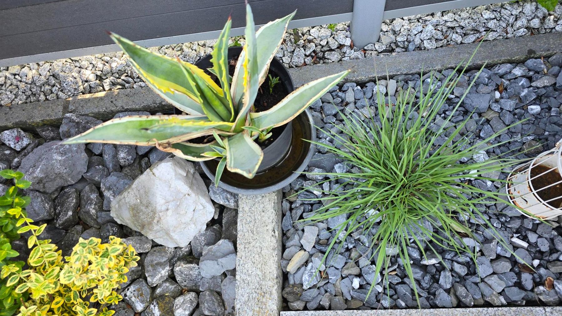 Piante & sementi: Agave – Usato da Wohlen AG venduto da Mikisal