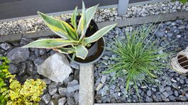 Agave
