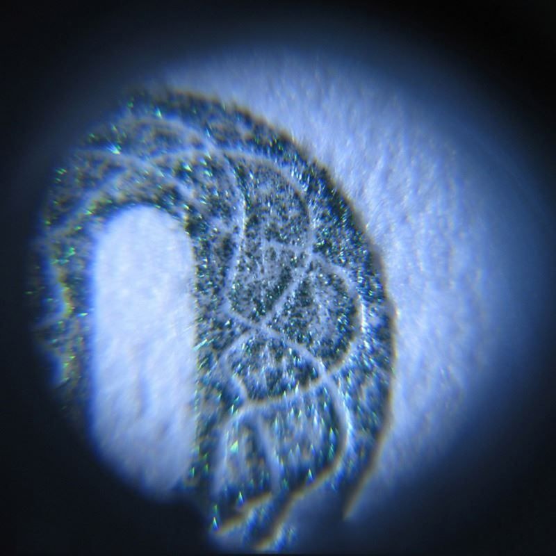 Microscopi: Microscope 60 fois lampe LED Mikroskop 60 Mal – Nuovo e nell'imballaggio originale da Delemont venduto da Superchoice 5