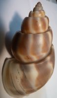 BABYLONIA PIEROANGELAI, MUSCHEL,-80,9 MM---SEHR SELTEN,