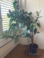 Gummibaum Pflanze grosser Zustand