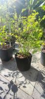 Zwerg-Granatapfel - Punica granatum nana