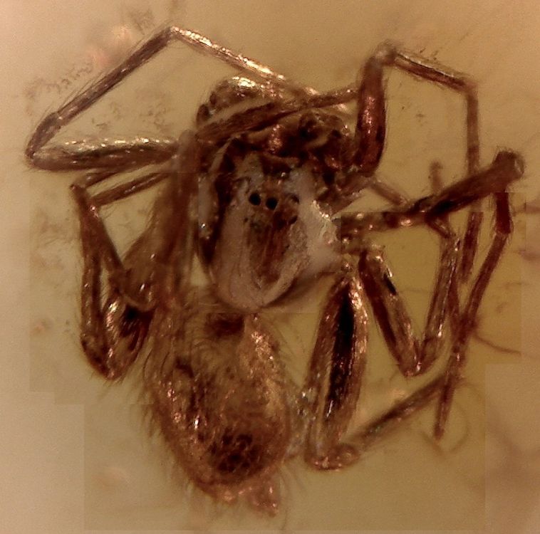 ♥ INKLUSEN AA QUALITÄT Baltischer Bernstein SPINNE   KÄFER (Neu