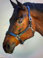 Neu - Anatomic Lederhalfter VB, schwarz