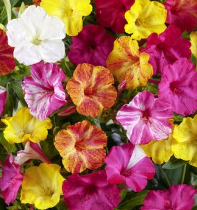 Piante & sementi: 20 SAMEN GRAINES SEMI MIRABILIS MIX Fleur De Mirabilis – Nuovo e nell'imballaggio originale da Rovio venduto da POSITIFFARTandPLANTS