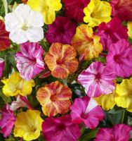 20 SAMEN GRAINES SEMI MIRABILIS MIX Fleur De Mirabilis
