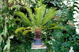 Cycas revoluta – Palmfarn- sehr grosse Solitärpflanze