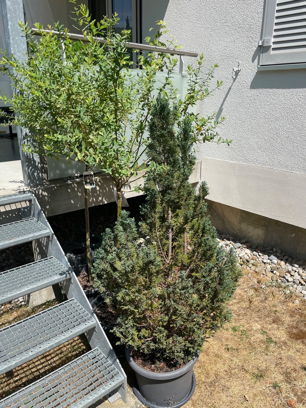 Plantes & graines: Japanische Weide Salix – D'occasion à Ipsach par takacseni 2