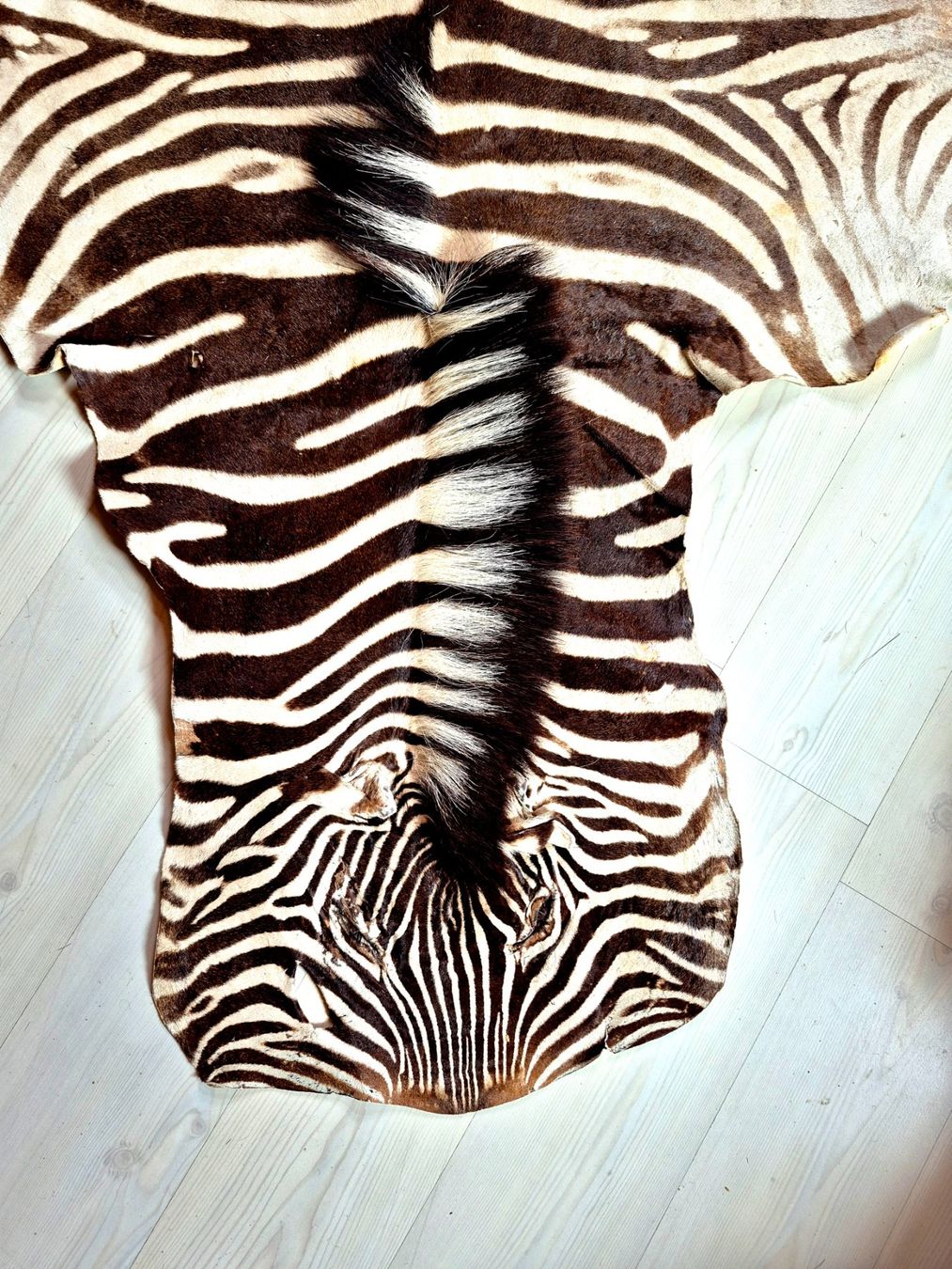 Il mondo degli animali: Veritable peau de zebre Burchell/ Echtes Burchell Zebrafell – Usato da Treyvaux venduto da Kbh2000 3