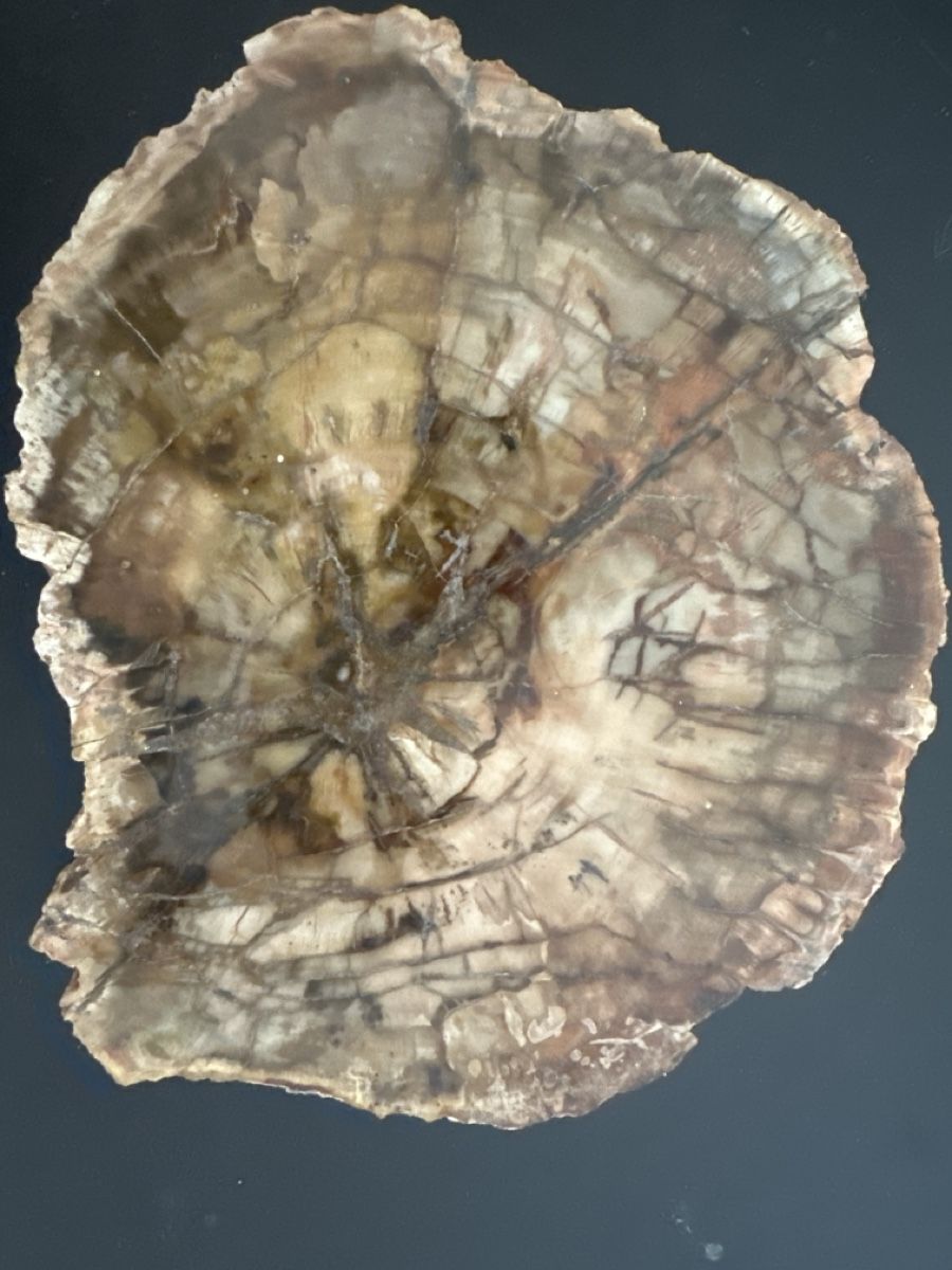 Minerali & Pietre curative: Versteinerter Baumstamm, einzigartig aus Madagaskar – Usato da Frauenfeld venduto da aluma14 4