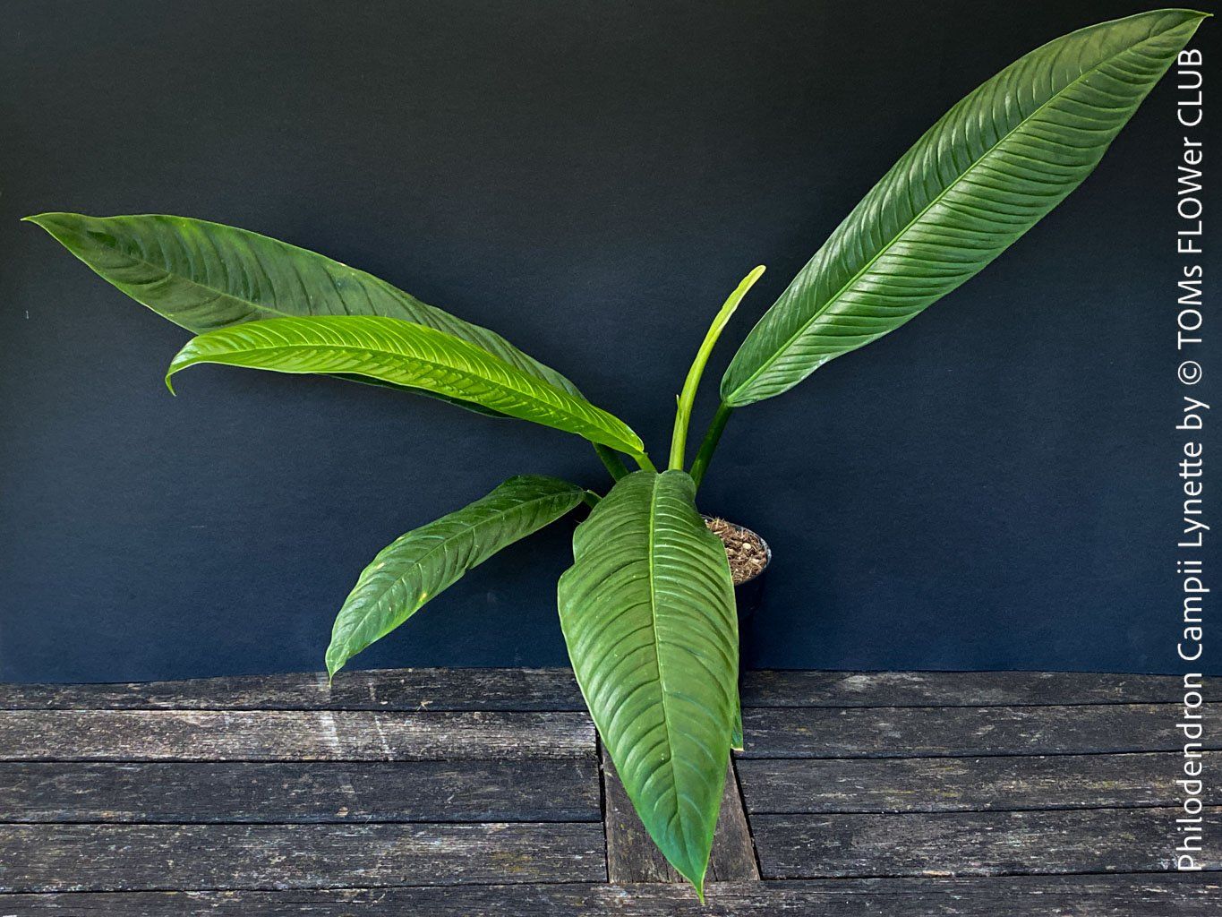 Piante & sementi: Philodendron Campii Lynette - was für ein Blattmuster – Nuovo e nell'imballaggio originale da Adliswil venduto da MarkyForest 7