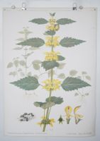 ⭐Schulwandbild Nr. 109 Goldnessel von Marta Seitz #marx