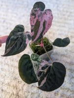 Anthurium "Hot Barbie" Pink Variegata