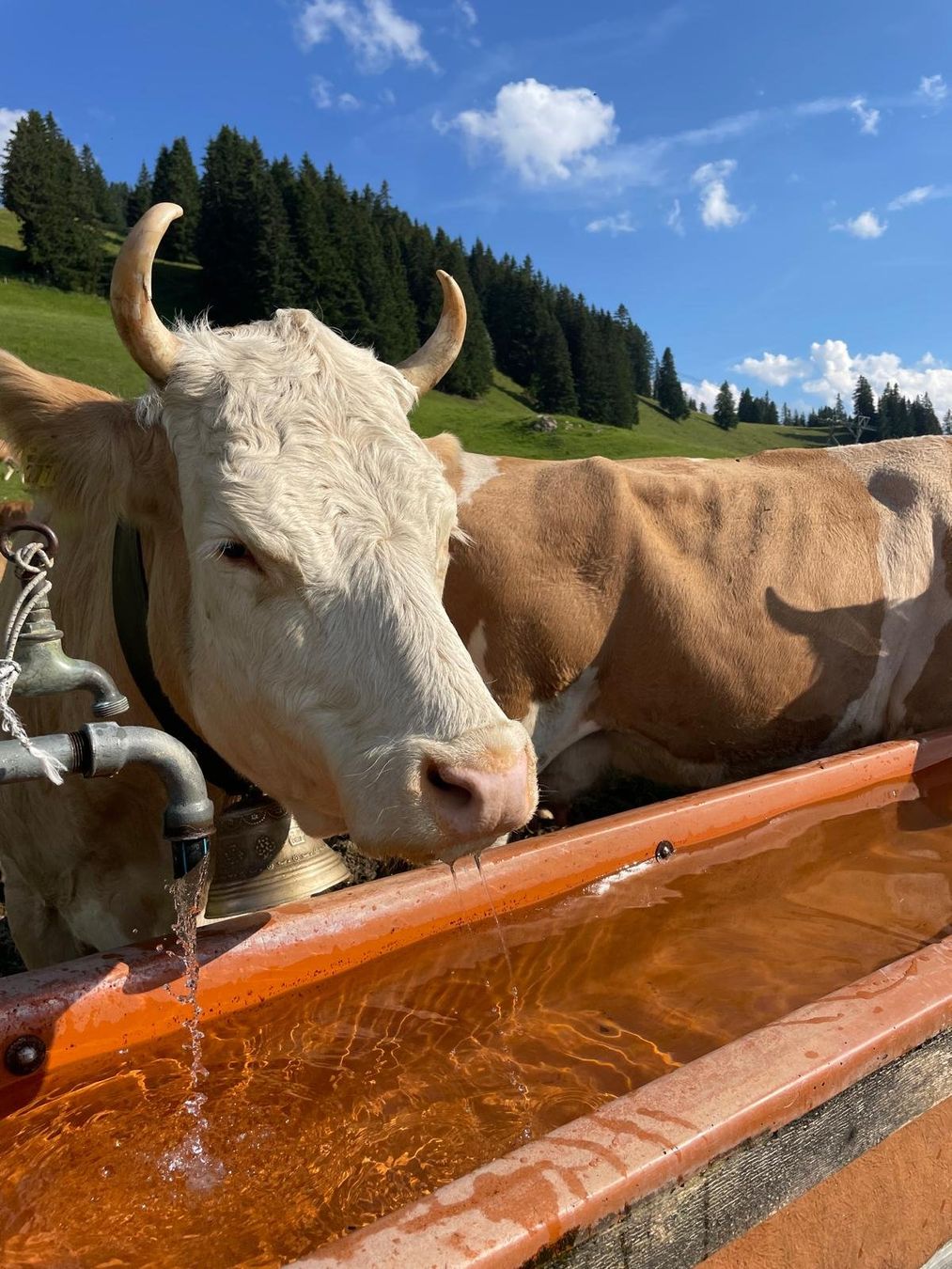 Lebensmittel & Spezialitäten: Alpkäse 2026 – Neu und originalverpackt aus Gstaad von y1t 3