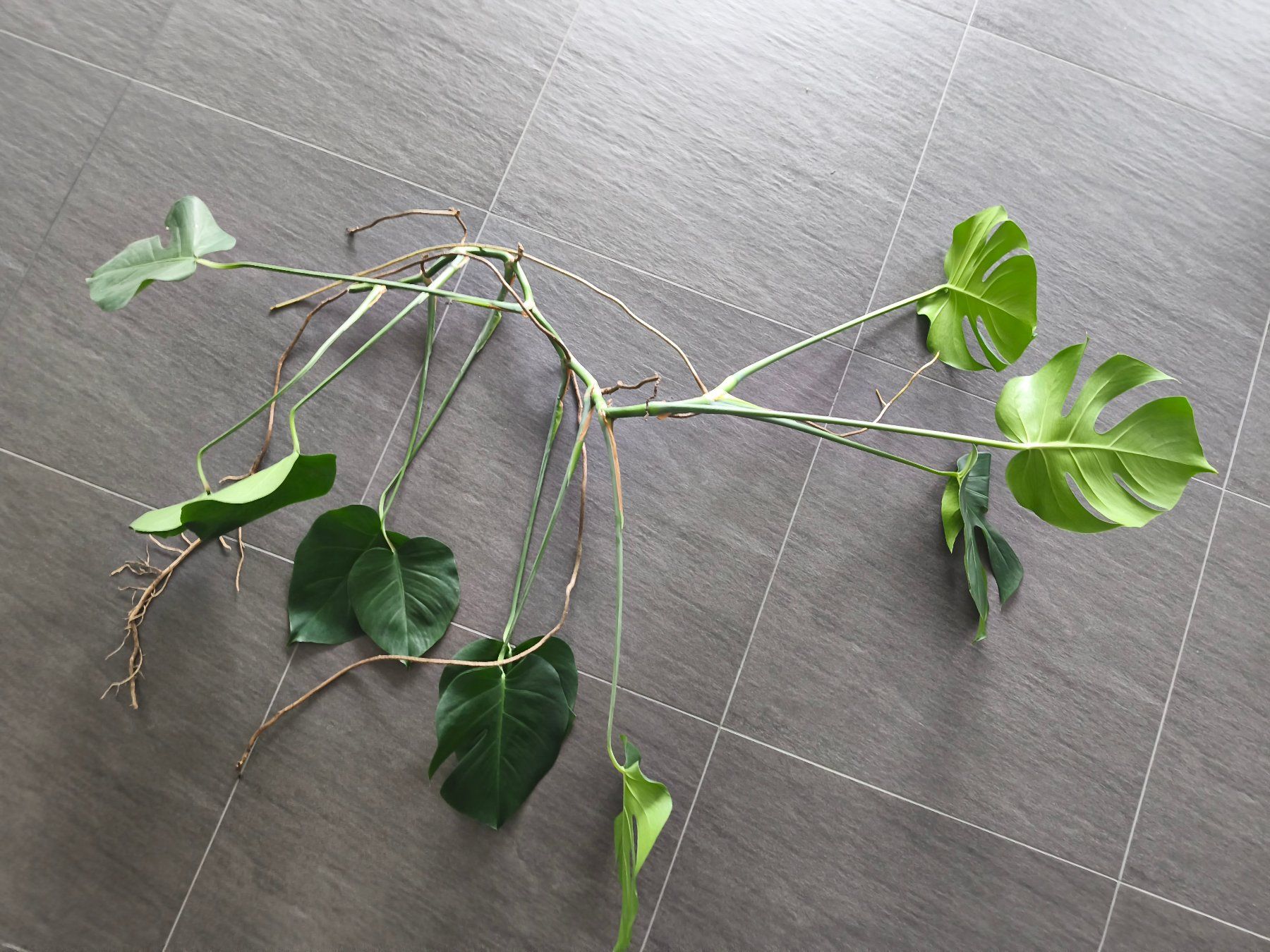 Piante & sementi: 2x Monstera deliciosa Ableger mit Luftwurzeln – Nuovo (secondo la descrizione) da Jegenstorf venduto da Juchlistock 4