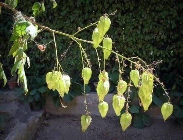 Piante & sementi: Savonnier  PLANT DE 15-20cm – Nuovo (secondo la descrizione) da Bremblens venduto da FIBONACCI369 3