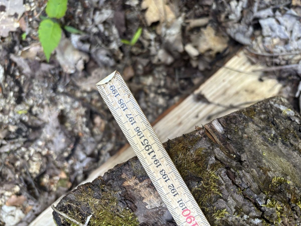 Articoli in legno: 2 Obstbaumstämme – Usato da Wil SG venduto da mario.wick 1