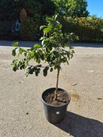 Prunus domestica – kräftiger Zwetschgen-/Pflaumenbaum