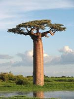 Afr. Affenbrotbaum, Baobab  - Adansonia digitata - 10 Samen