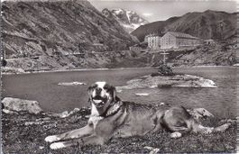 LE GRAND St. BERNARD, LE CHIEN AU BORD DU LAC et mont Velan