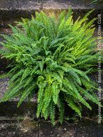 Nephrolepis Exaltata - Bostonfarn mit 70cm Durchmesser