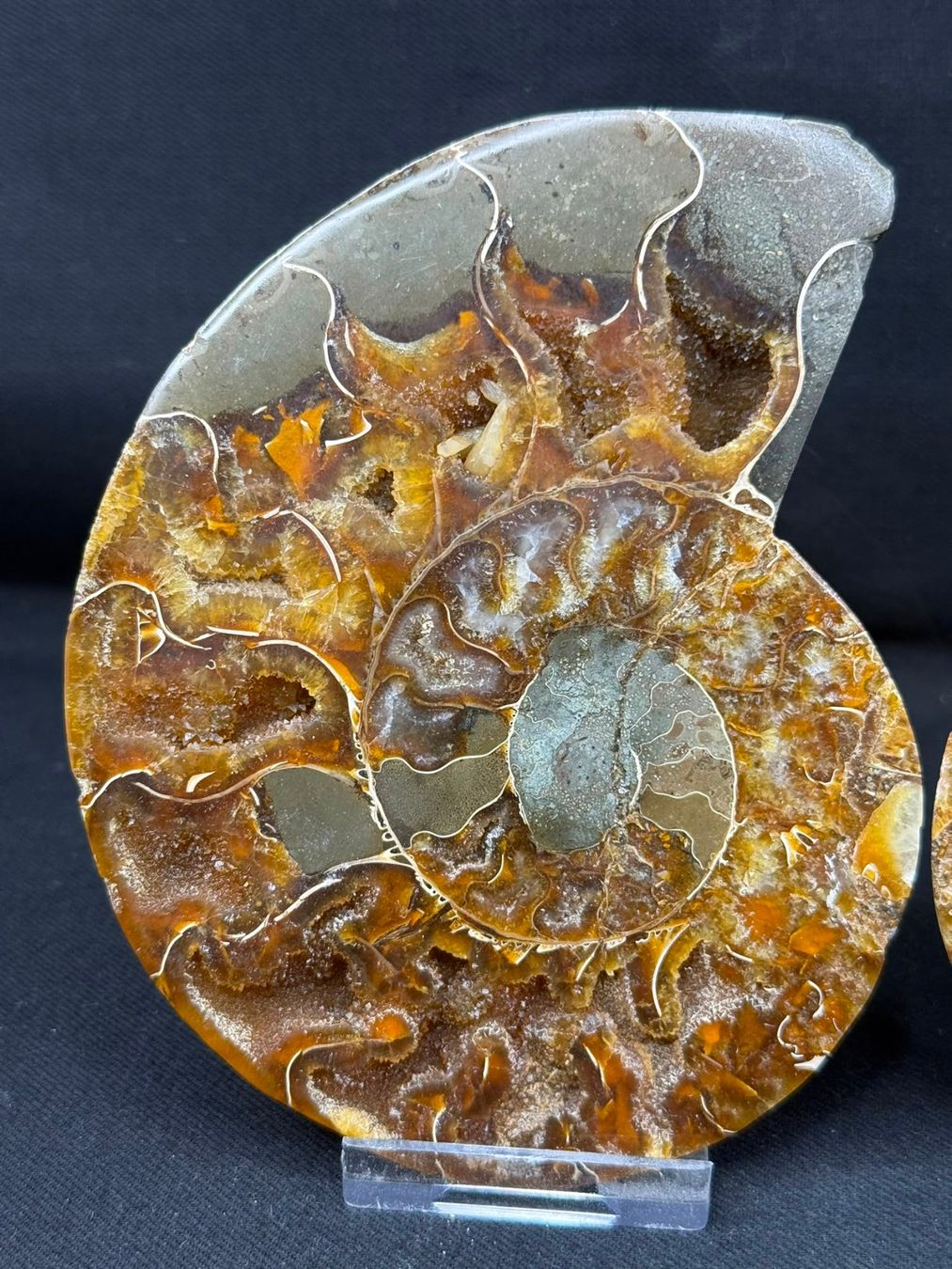 Fossili: Ammoniten-Paar – Usato da Schinznach Bad venduto da Demerald 1