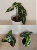Alocasia Polly Variegata