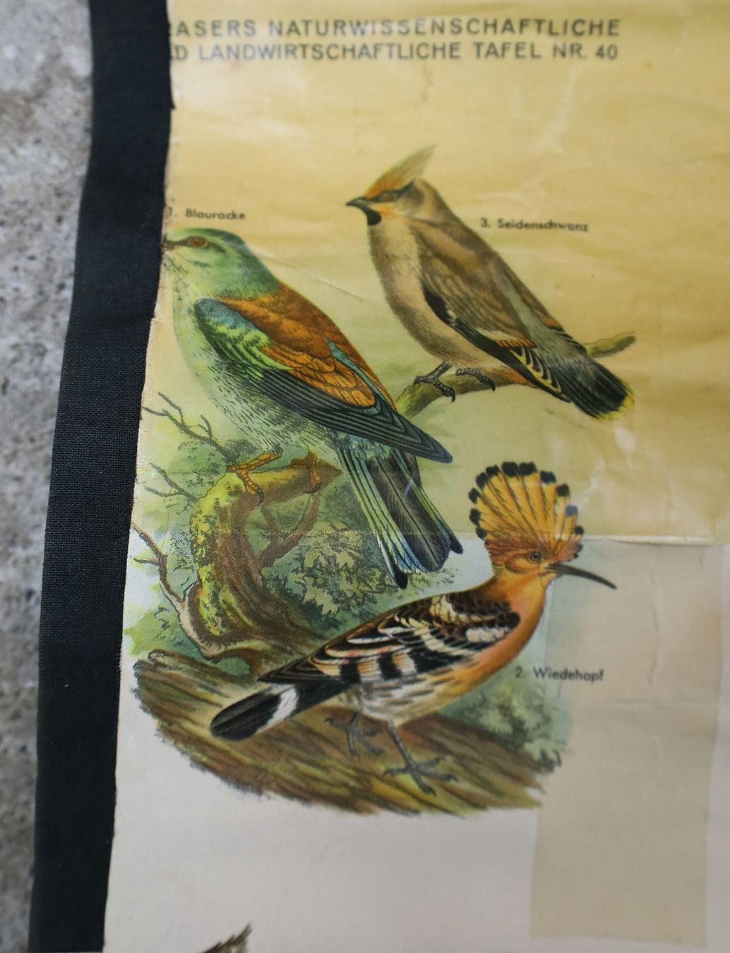 Foto & Immagini: Schulwandbild "Die wichtigsten einheimischen Vögel" – Usato da Birrwil venduto da brandschatz_birrwil 5