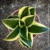 Sansevieria Trifasciata Golden Hahnii - passend fürs Fenster
