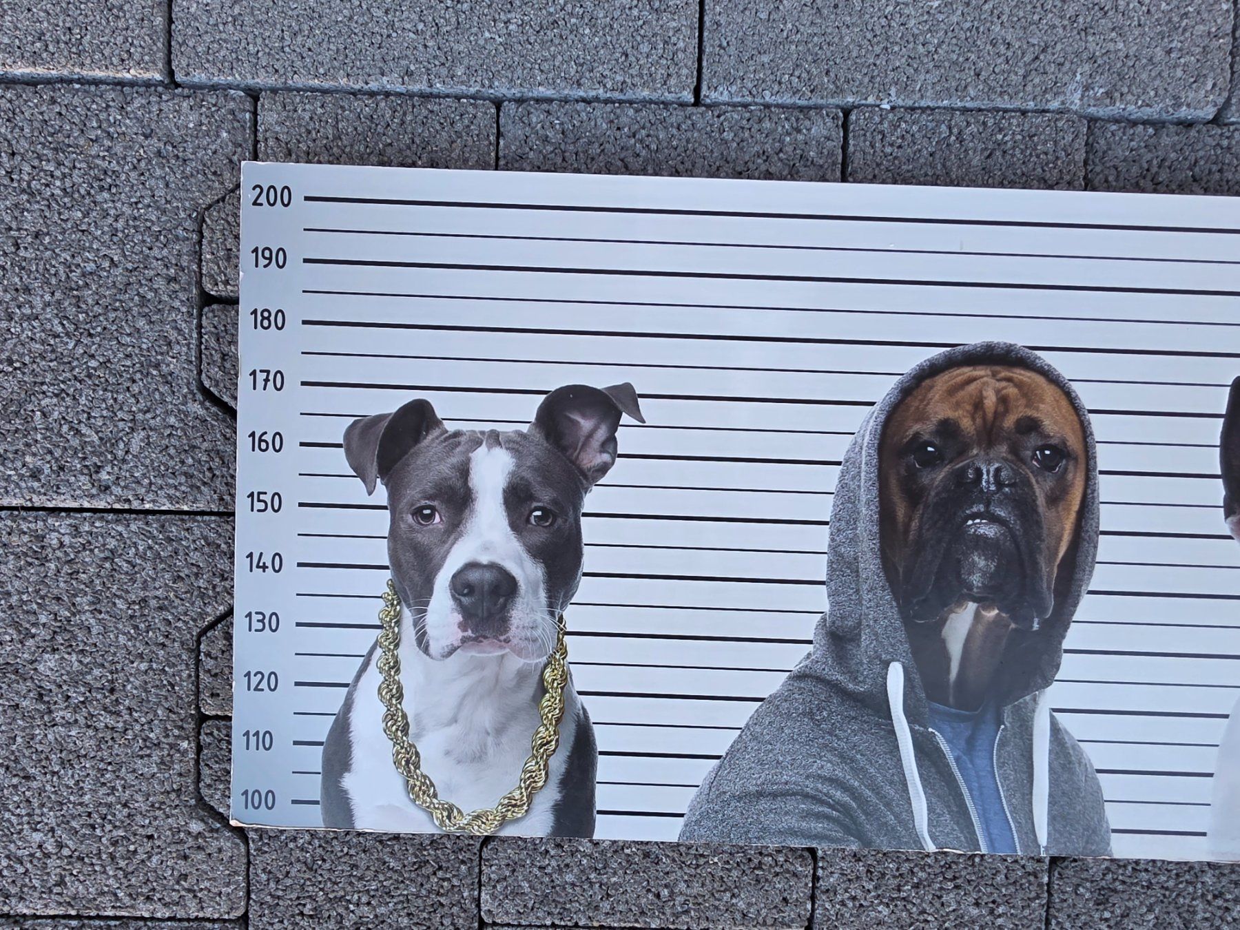 Poster & Bilder: Bild Hunde – Gebraucht aus Walterswil BE von Lonitti 2