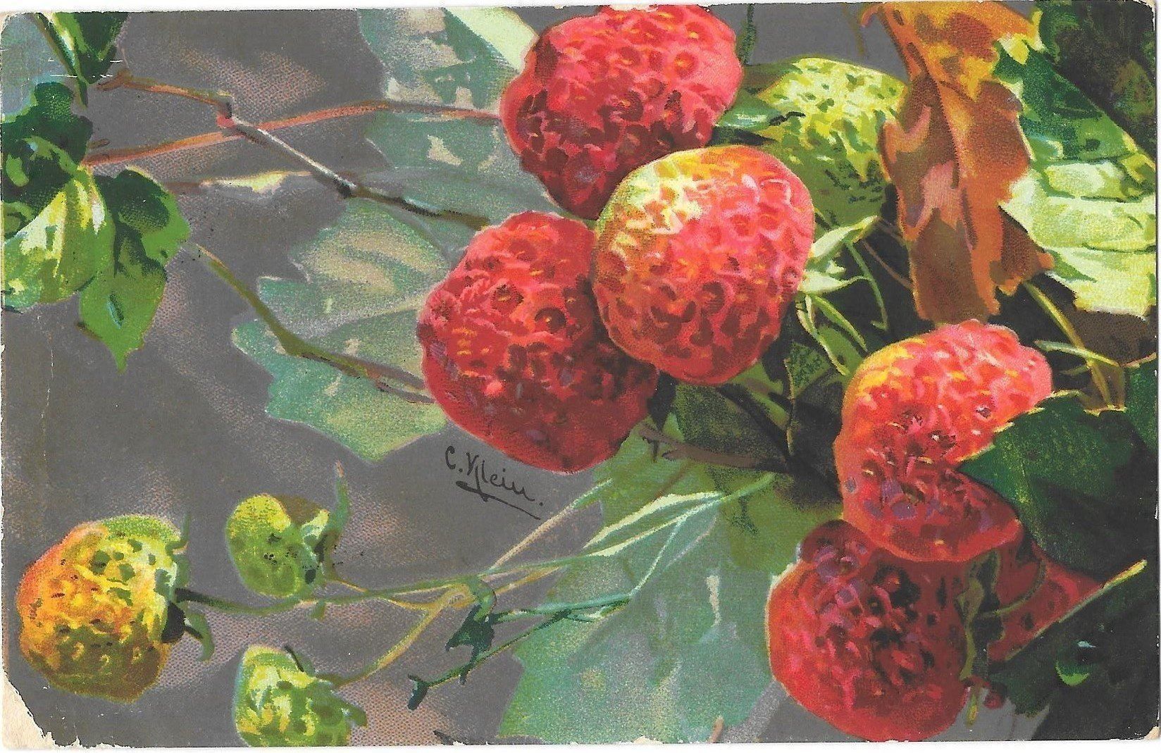 Cartoline postali: Künstlerkarte C. Klein Erdbeeren Feldpoststempel – Usato da Olten venduto da clotaldi