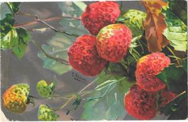 Künstlerkarte C. Klein Erdbeeren Feldpoststempel