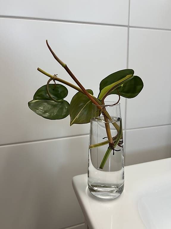 Philodendron scandens Brasil - Stecklinge (D'occasion)  Sargans pour CHF 7   retrait uniquement | Acheter sur Ricardo