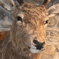 Profile image of drinkerbel