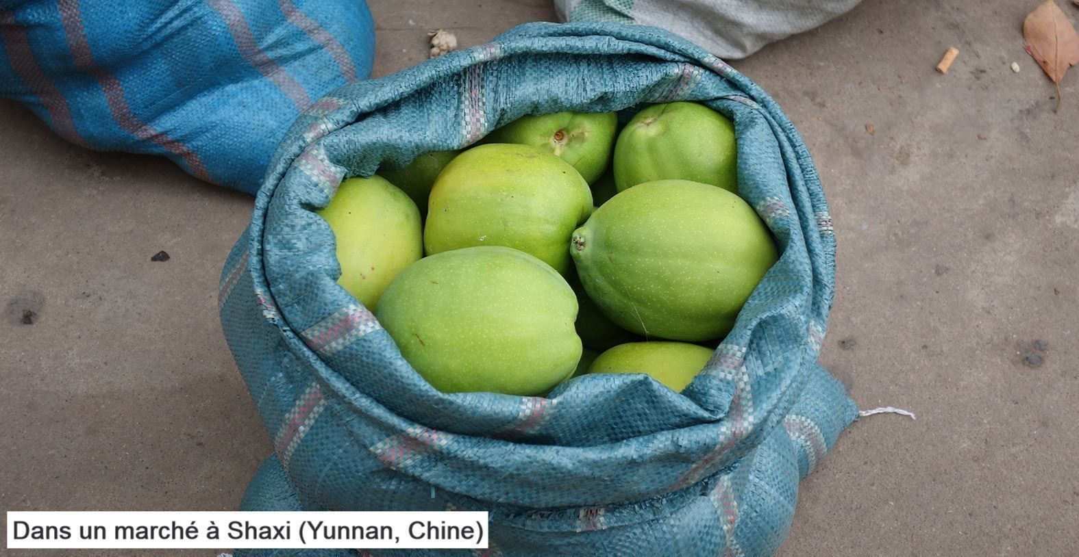 Piante & sementi: Cognassier de Chine  25-30cm   RARE – Nuovo (secondo la descrizione) da Bremblens venduto da FIBONACCI369 4