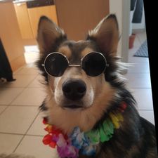 Profile image of Brandmeister