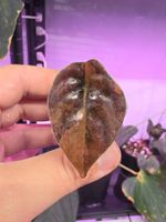 Alocasia Cuprea latte peach variegata