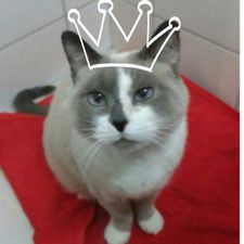 Profile image of Sinriu