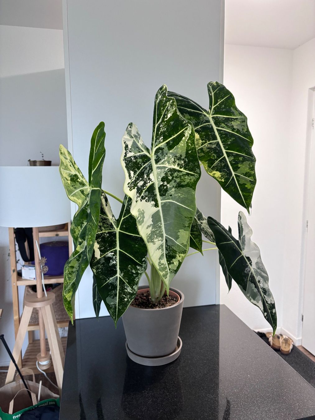 Piante & sementi: Grosse Alocasia Frydek Variegata – Usato da Oberbuchsiten venduto da Muskatellerchen 7