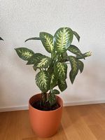 50 cm Dieffenbachia Zimmerpflanze inkl. Topf