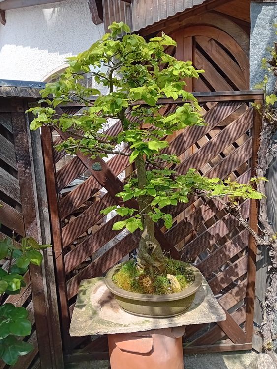 Hainbuche Bonsai, 35-40 jhrig, Hhe 100cm, Breite 80cm (Gebraucht) in  Niederlenz fr CHF 400  nur Abholung auf Ricardo kaufen