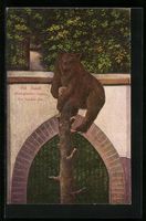 Basel, Zoologischer Garten, Der braune B