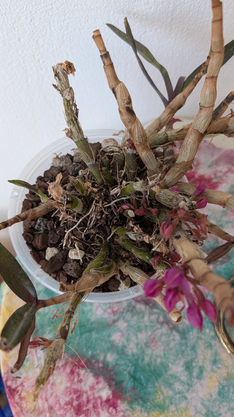 Pflanzen & Samen: Dendrobium 'Hibikki' Orchidee – Gebraucht aus Untervaz von Lyraia 3