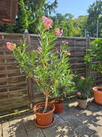 Schöner Oleander Hochstamm hellrosa