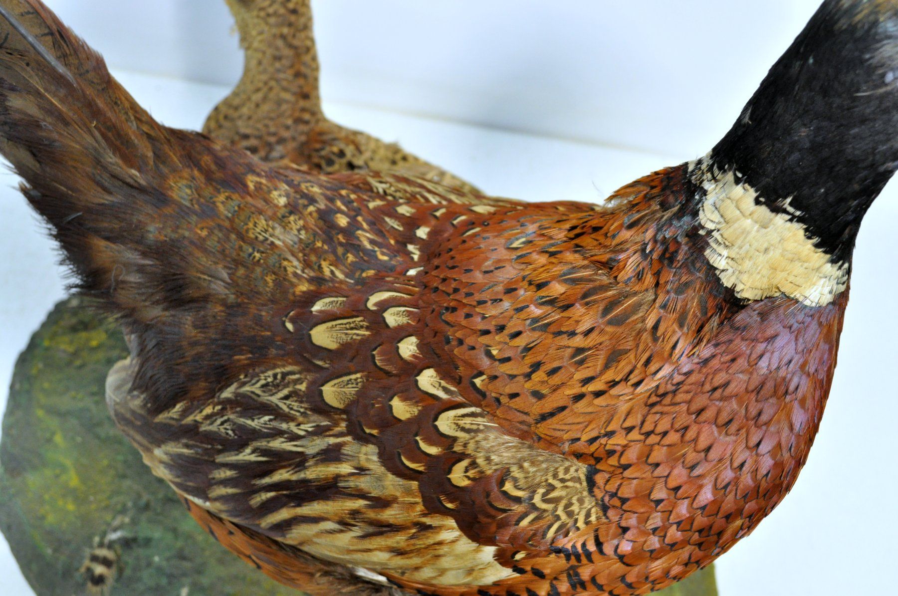 Il mondo degli animali: Couple de faisans naturalisés – Usato da Neuchâtel venduto da Neuchatel 8