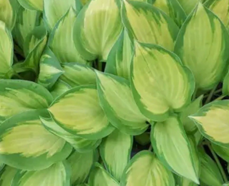 Pflanzen & Samen: Hosta emerald tiara – Gebraucht aus Lajoux JU von Briard0 3